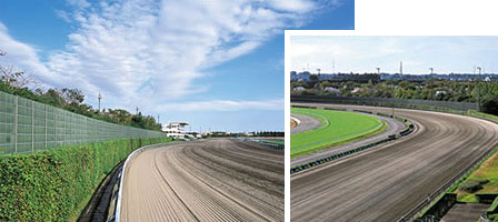 Racehorse Training Racecourse